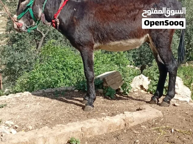 حمار للبيع