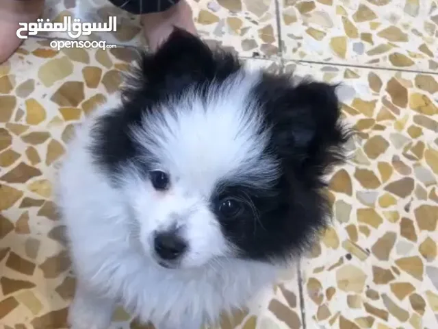 بو بصحه جيده جدا العمر 4 اشهر