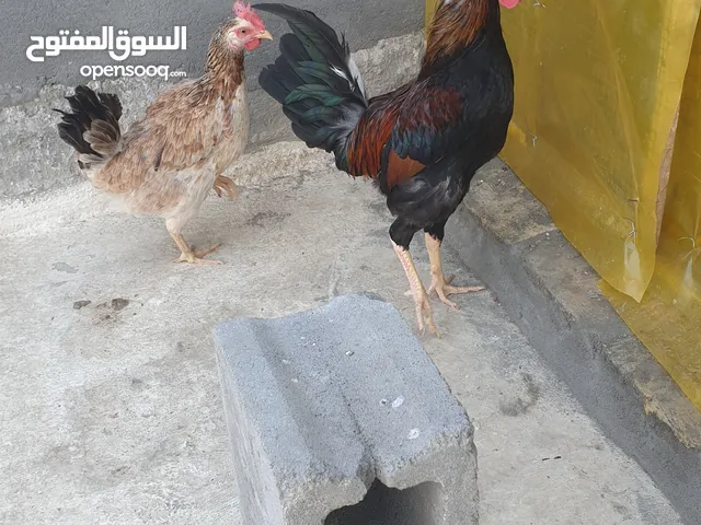 دجاج عرب اقره الوصف