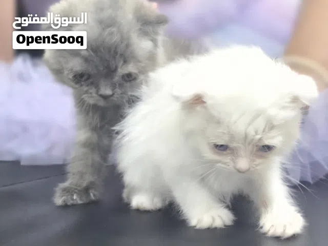 White kitten Scottish fold