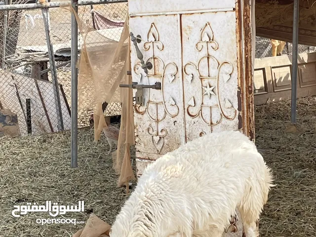 للبيع جاعده تهجين نجدي سمينه ماشاءالله