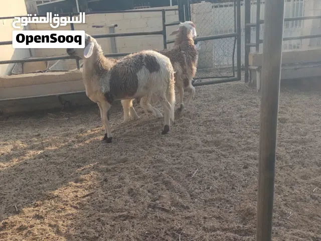 كبشان للبيع