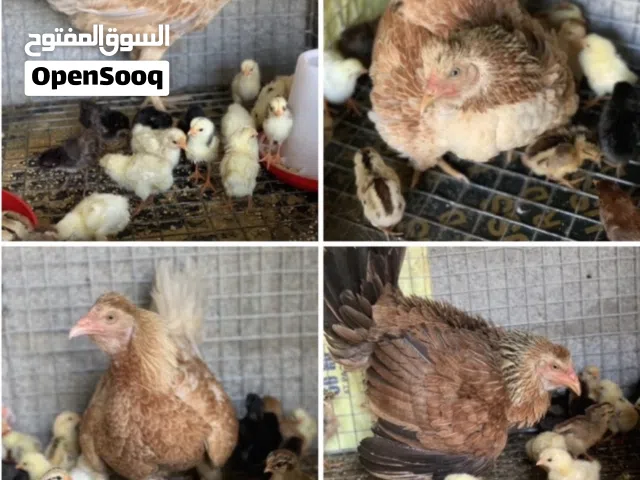 دجاج مع اولادهم فرصه تفقيس طبيعي ما شاء الله شاهد الوصف ..