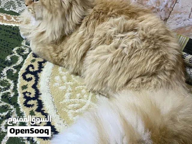 قط شيرازي للتبني فحل