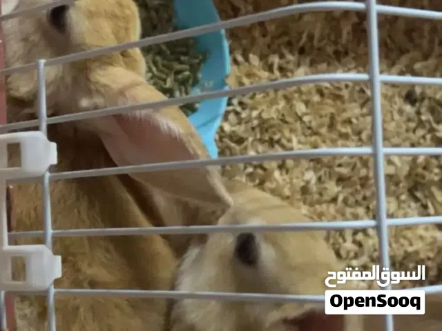 أرانب للبيع واحد ذكر واحد أنثى