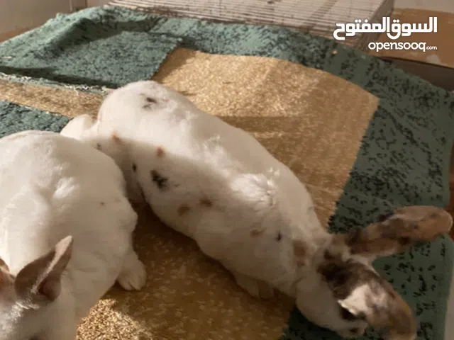 ارانب ركس تري كلر نضافة ودم صافي عز من يربي عمرهم قريب 4شهور