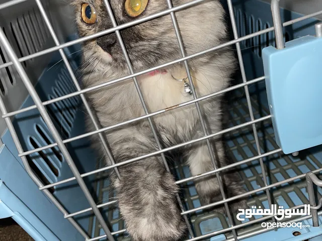 قطه شيرازي للبيع