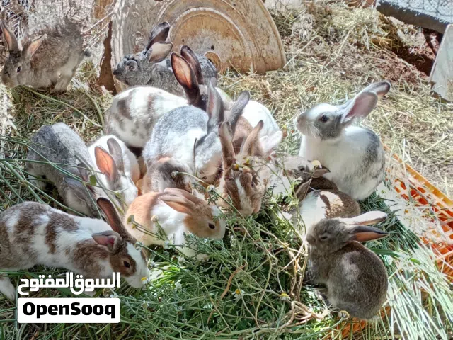 أرانب نخب للبيع هجين