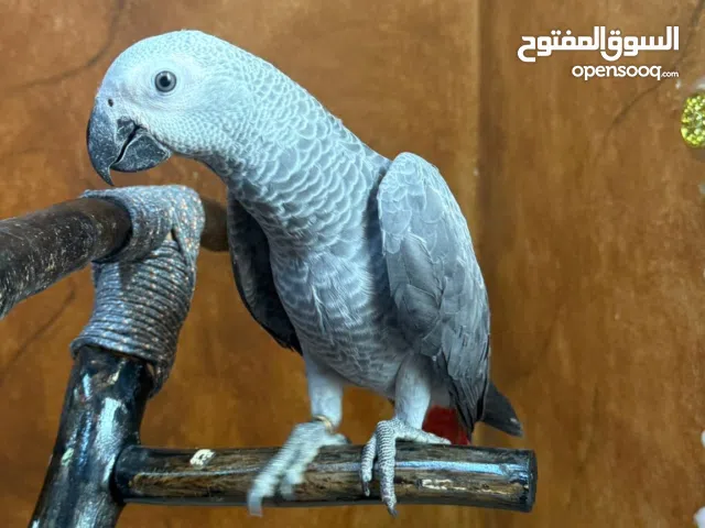 كاسيكو للبيع