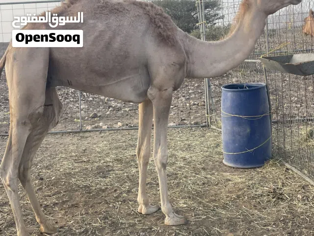 جعود لجي. للبيع