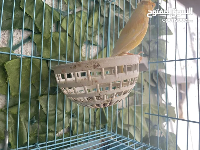 زوج كناري جاهز