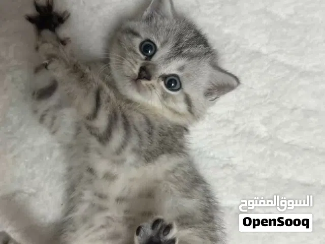 للبيع قطوه نثيه بيور اهلها مسجلين و التواصل واتس اب فقط
