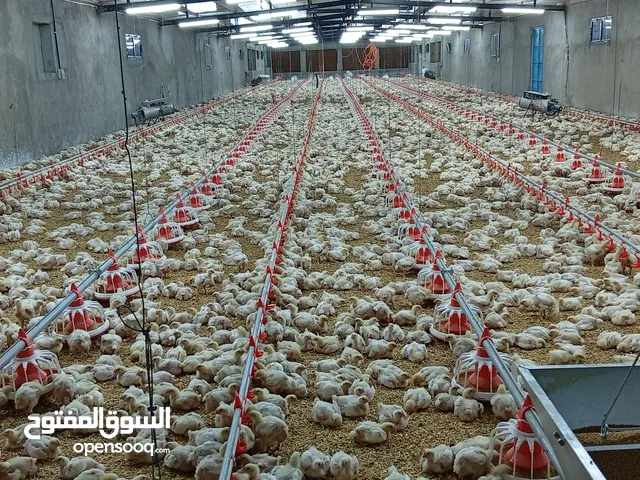 دجاج طازج ومبرد ومغلف بدون استيكر للبيع اوزان 700 و 800جرام صافي