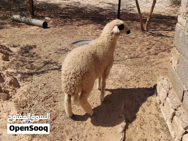 بسم الله  توكلنا على الله  فطيمة للبيع السعر 1250 دينار عمرها حوالي 5 شهور خالية من العيوب