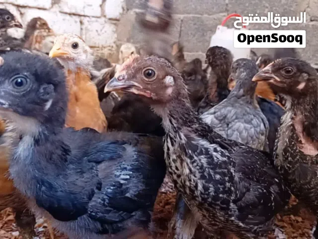 متوفر عتوق براهما وفيومي