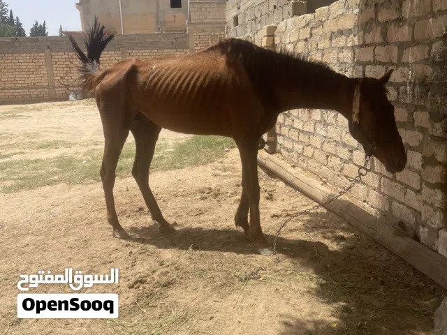 اسلام وعليكم اقرا الوصف