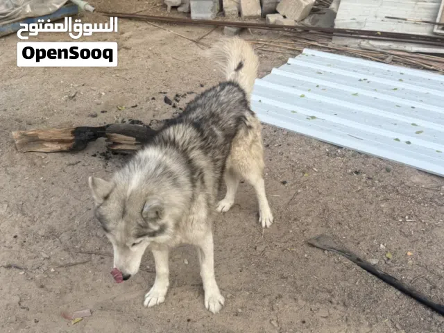 كلاب هاسكي للبيع