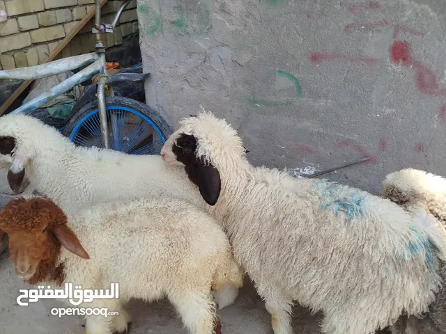 انثايه 2 و فحله 2 معلوفات براسهن الشعير و خبز  صحه خير من الله أنه مكلف بل نشر الوصف مهم