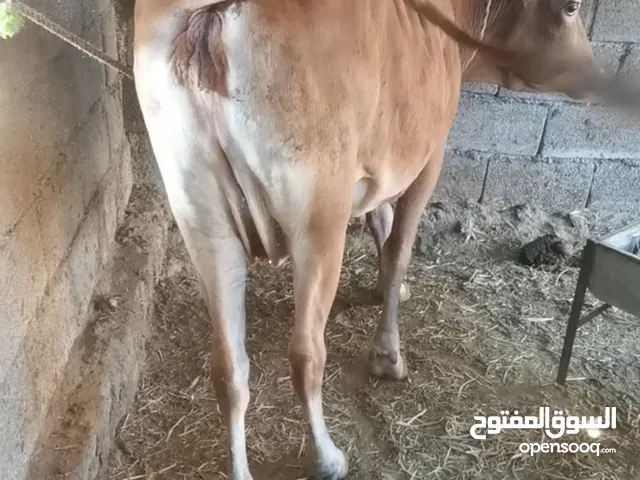 بقر للبيع شي حليب وشي مال لحمم