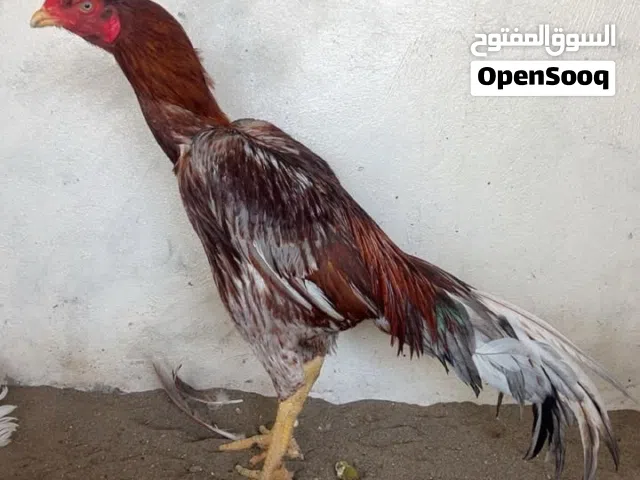 طير خاكي سندي