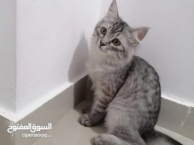 قطة شيرازي ممتازة