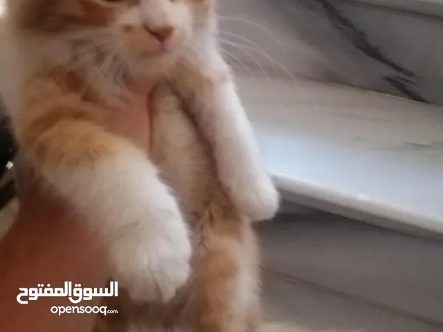 قط للبيع مع اغراضه