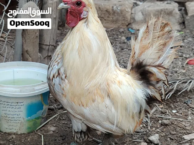 حباحب كويتي القزم الاصلي