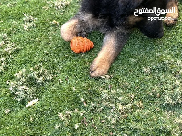 German Shepherd