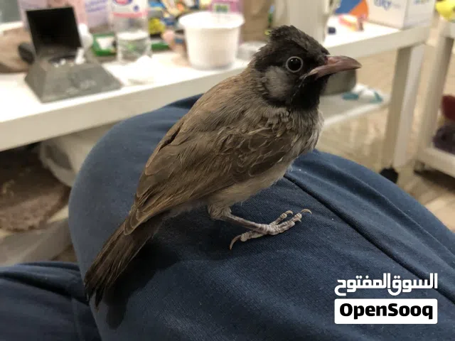 بلبل مكس ربوه الأب فايتر والأم عراقيه