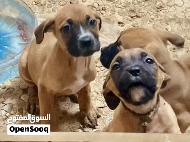 لسرعة البيع جرو بول ماستيف 3 شهور بصحة جيدة