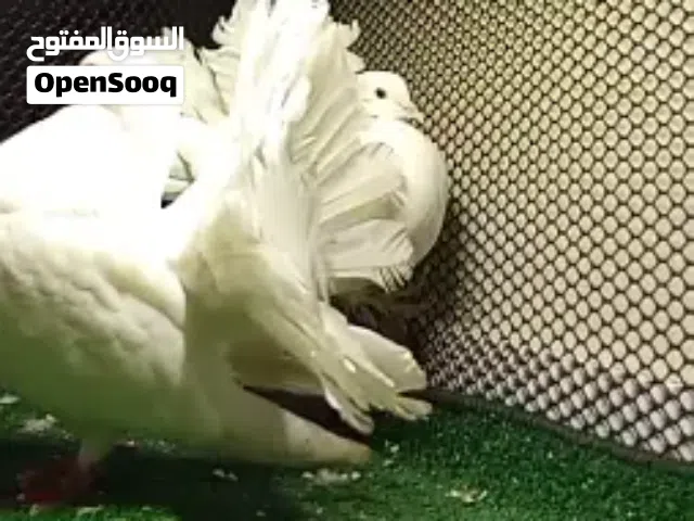 حمام هزاز الجوز ب700 اي استفسار علي الوتساب