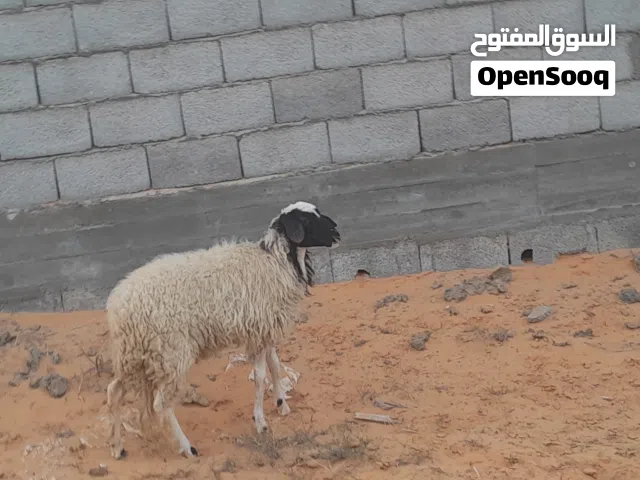 فطيمه وطنيه الله يبارك عمرها ف7شهور محصنه وسليمه متع تربيه او موس لبيدبح