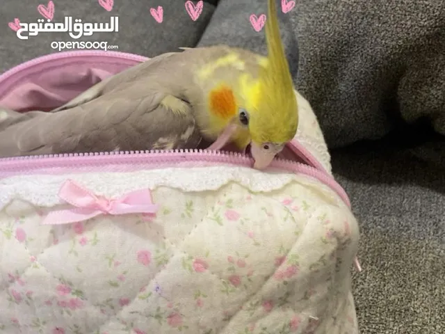 كوكتيل اليف ينطق بعض الكلمات Cocktail