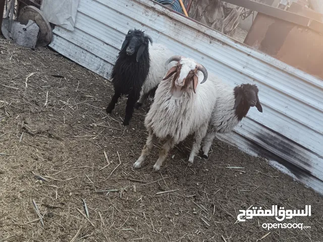 غنم للبيع العدد 3 ذكور