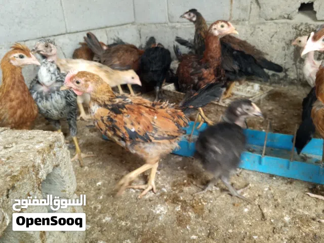 دجاج عرب اصلي فروجات عمر شهرين ونص