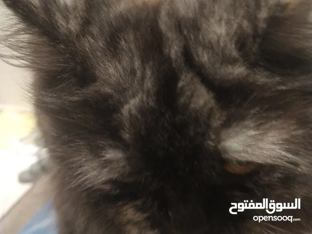 Tortoiseshell cat for sale