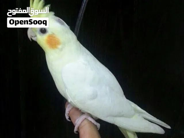 كوكتيل لاتينو - ذكر