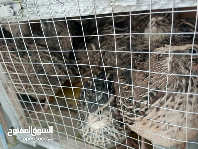 فري للبيع " سمان "
