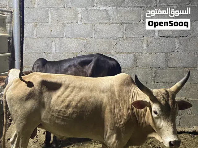 ثور عماني للبيع