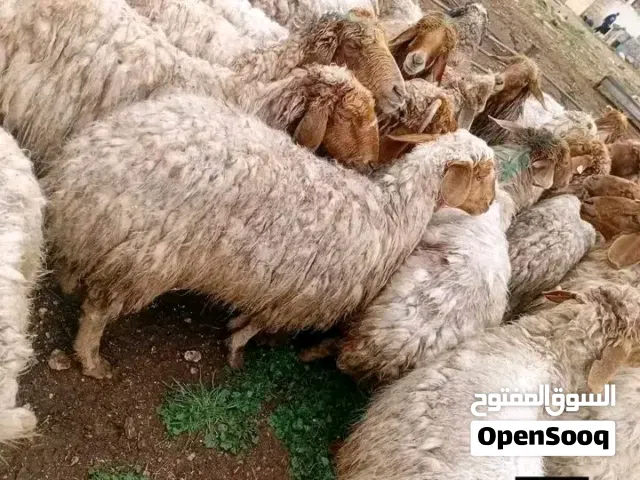 عروض ثالث يوم عيد الأضحى المبارك بالصلاة ع النبي متوفر خدمة ذبح و خدمة توصيل