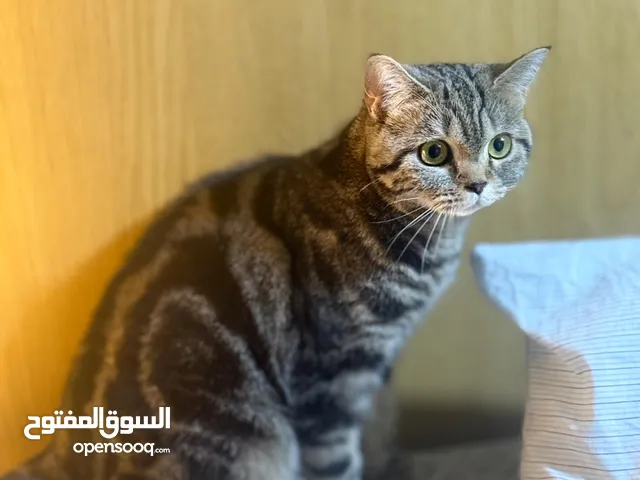 قطة للبيع شورت هير