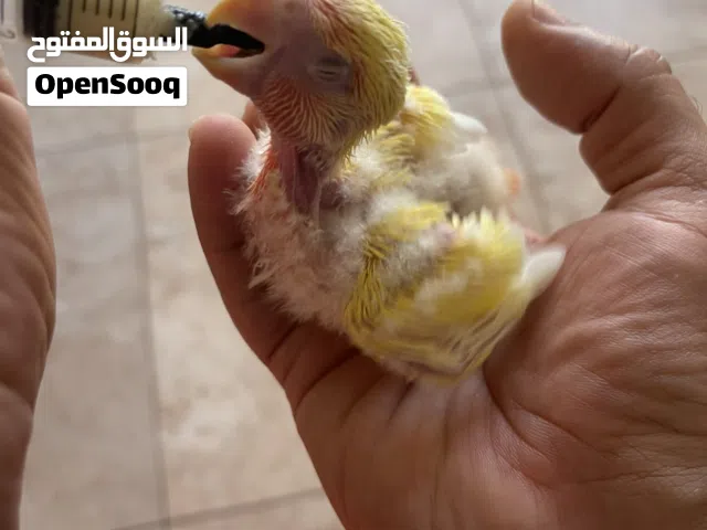 فرخ لفبيرد روز من انتاجي..