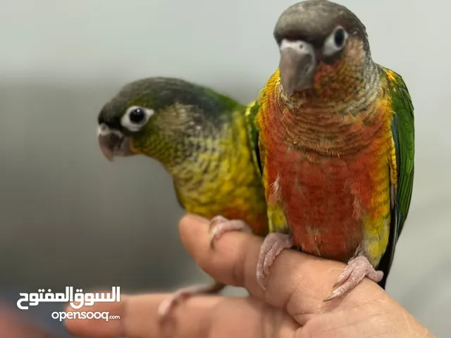 قرين شيك كنيور فل ربوه