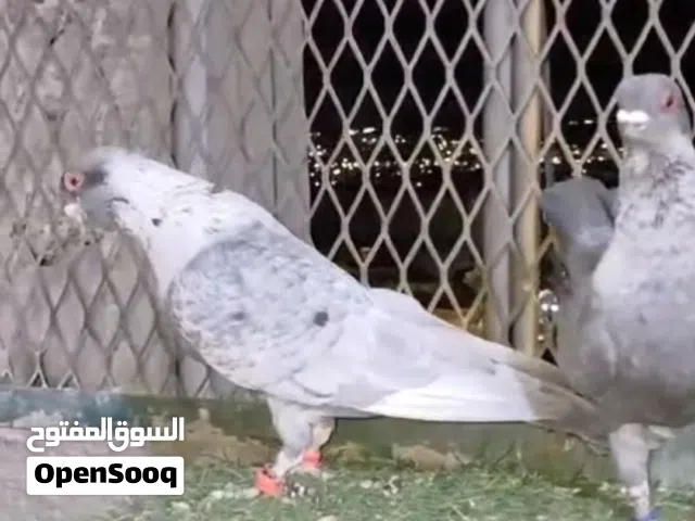 جوز قرقاطي على الكيف