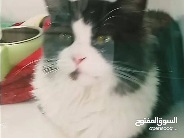 قطوس الانت تبيها نحن معك لجميع القطط cat
