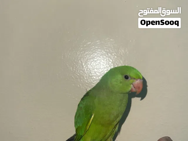 بغبغاء دره للبيع
