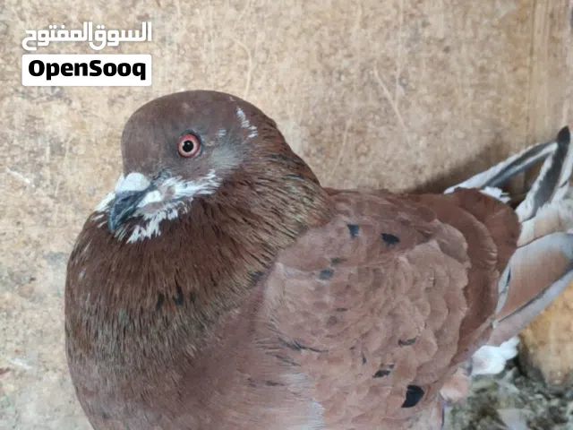 ذكر عربي خشبن