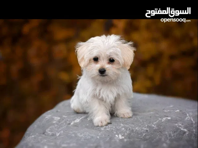 كلب العمر شهرين