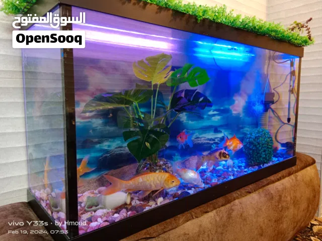 حوض سمك مميز