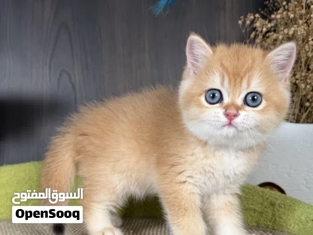 كتنات بمستوى عالي ودم نقي خالية من التهجين